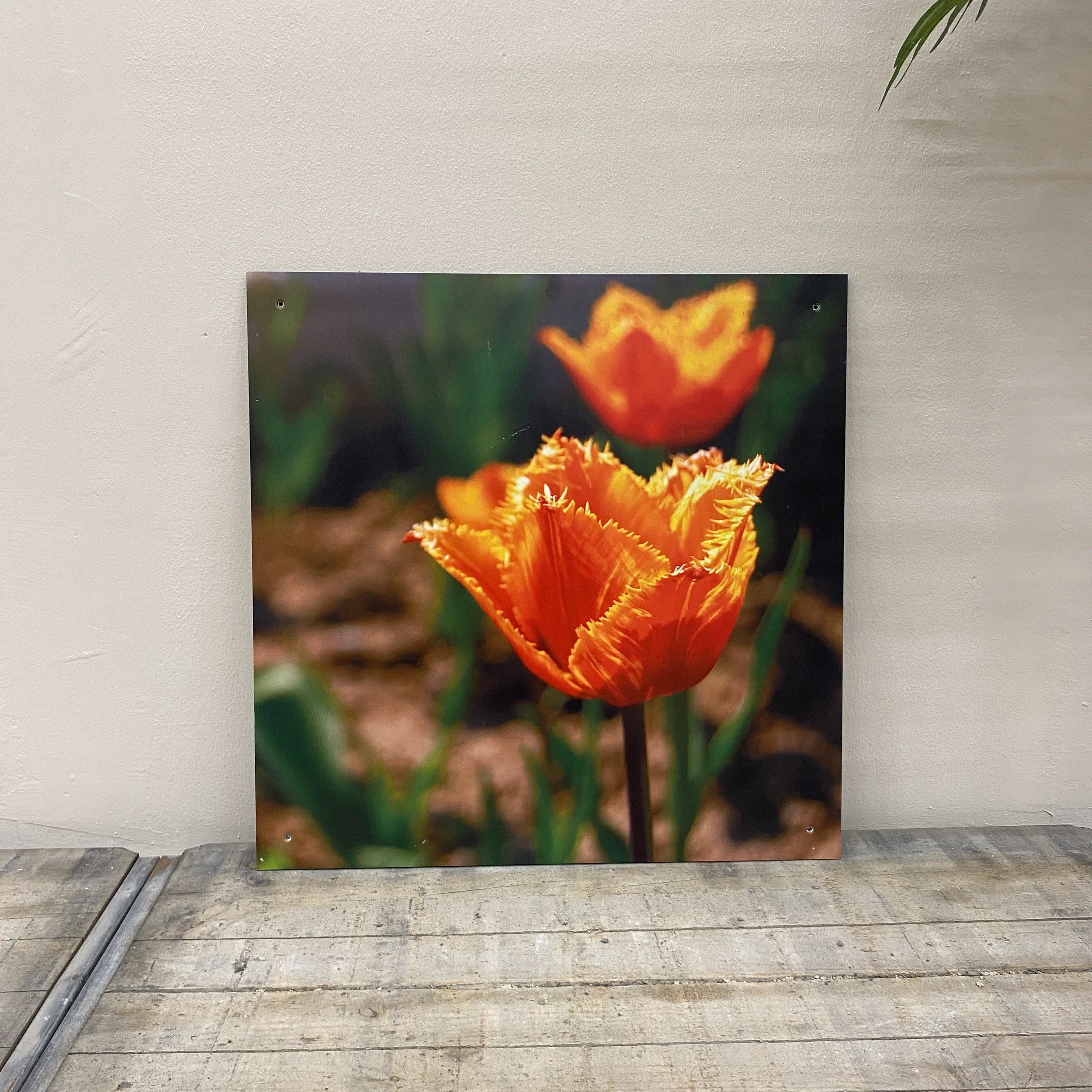 Wandbild Alu-Dibond Fransentulpe Fotodruck Natur Deko Bild gebraucht - Image 3