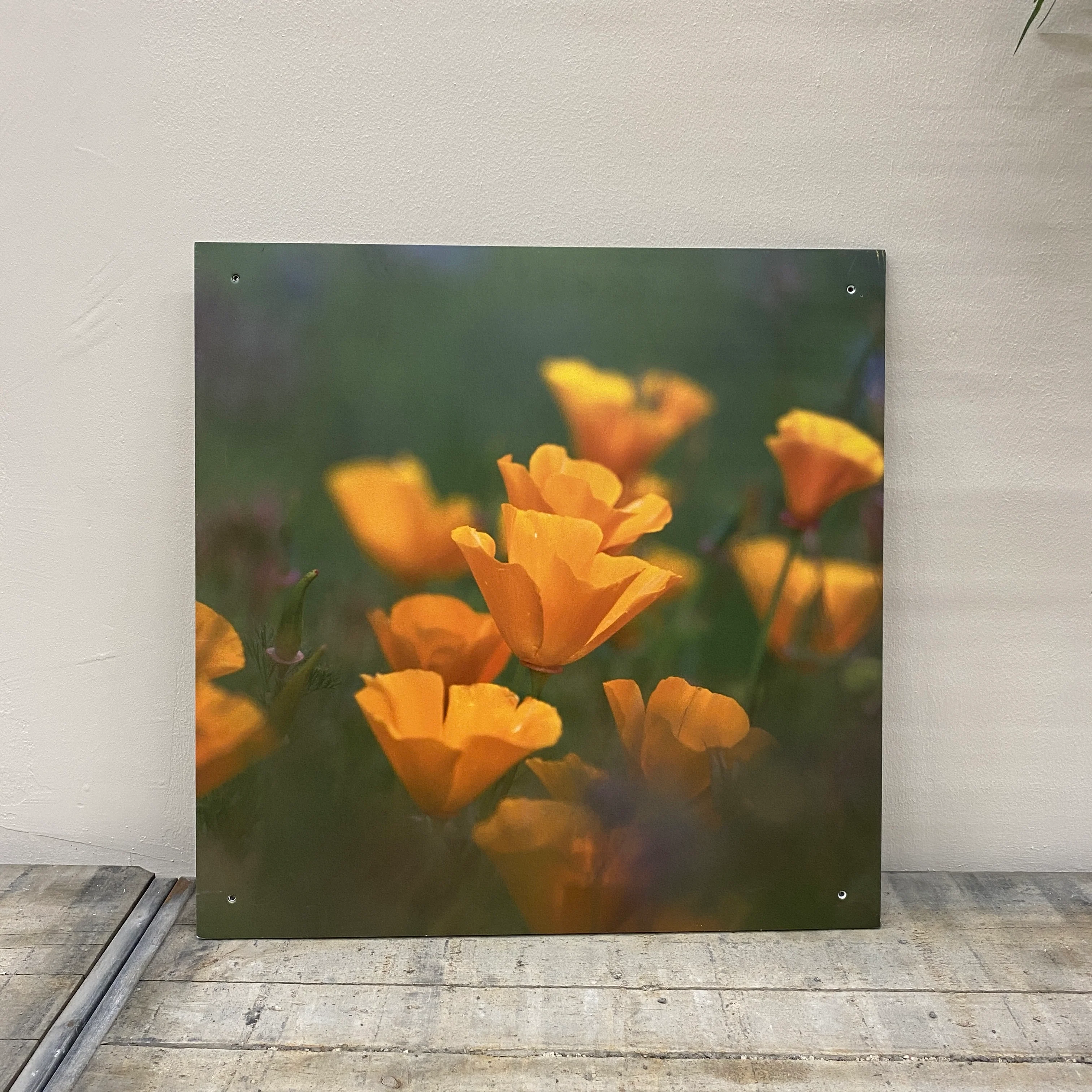 Wandbild Alu-Dibond Gelber Mohn Fotodruck Natur Deko Bild gebraucht - Image 3