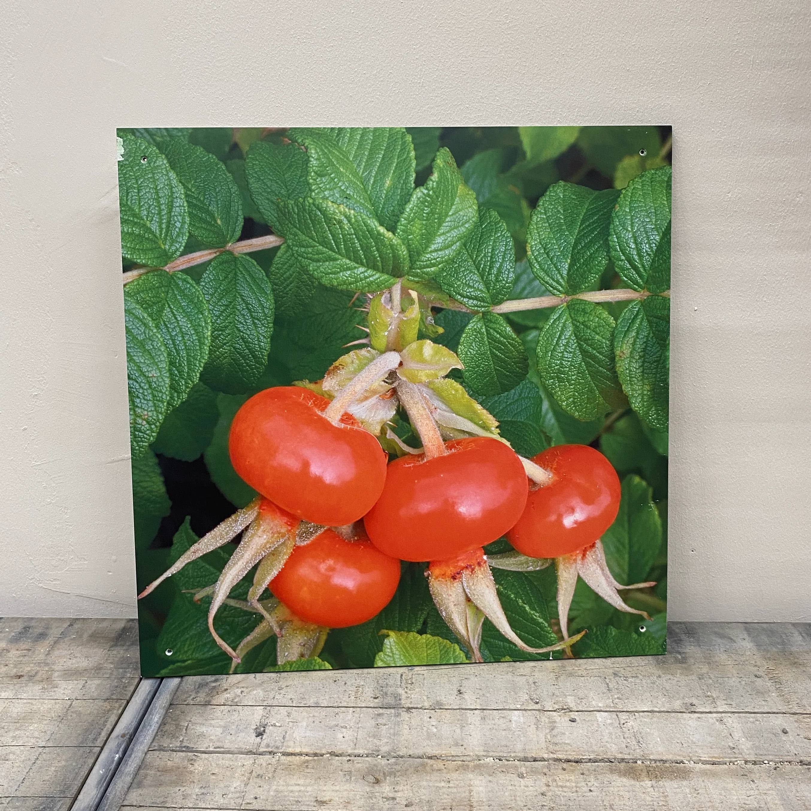 Wandbild Alu-Dibond Hagebutte Fotodruck Natur Deko gebraucht - Image 3