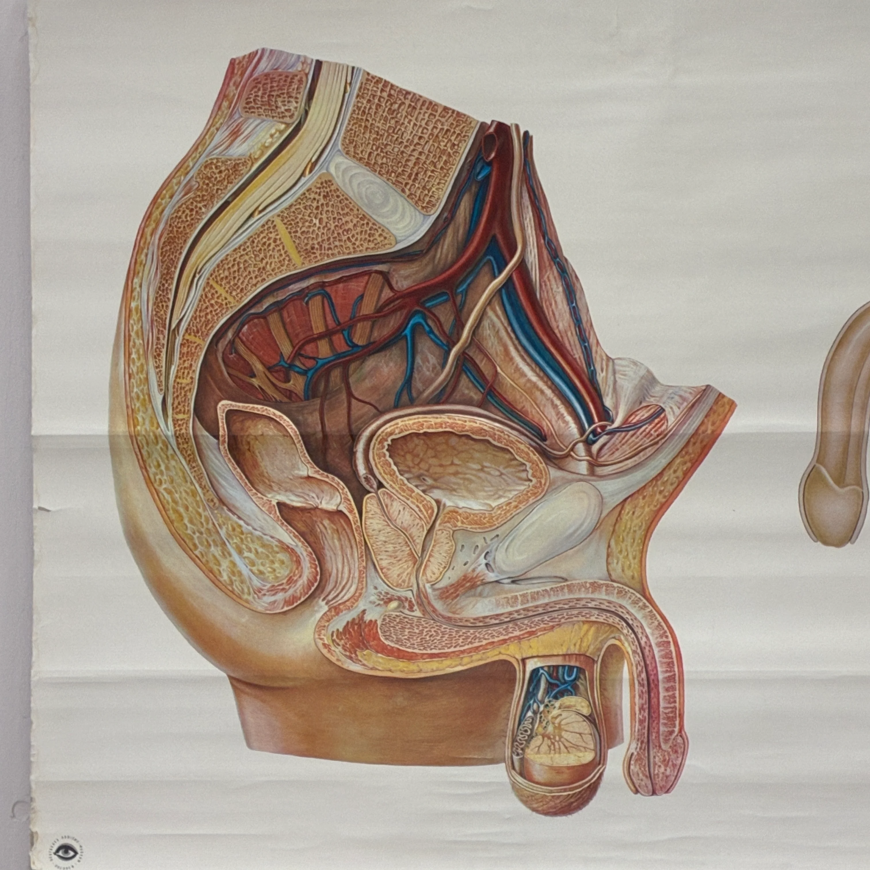 Vintage Schulkarte Becken Organe des Mannes Anatomie Rollbild Biologie Lehrtafel Wanddeko - Image 3