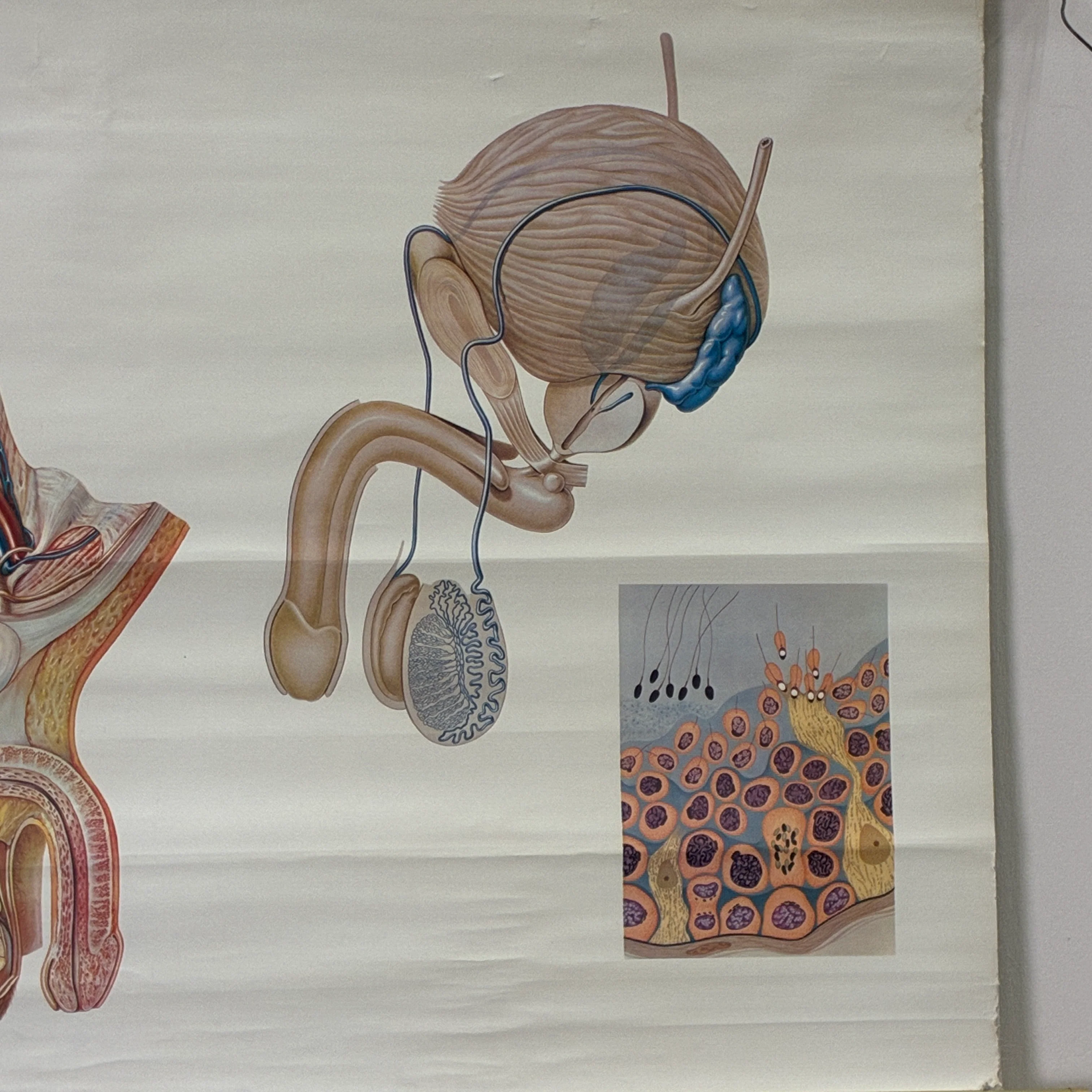 Vintage Schulkarte Becken Organe des Mannes Anatomie Rollbild Biologie Lehrtafel Wanddeko - Image 4