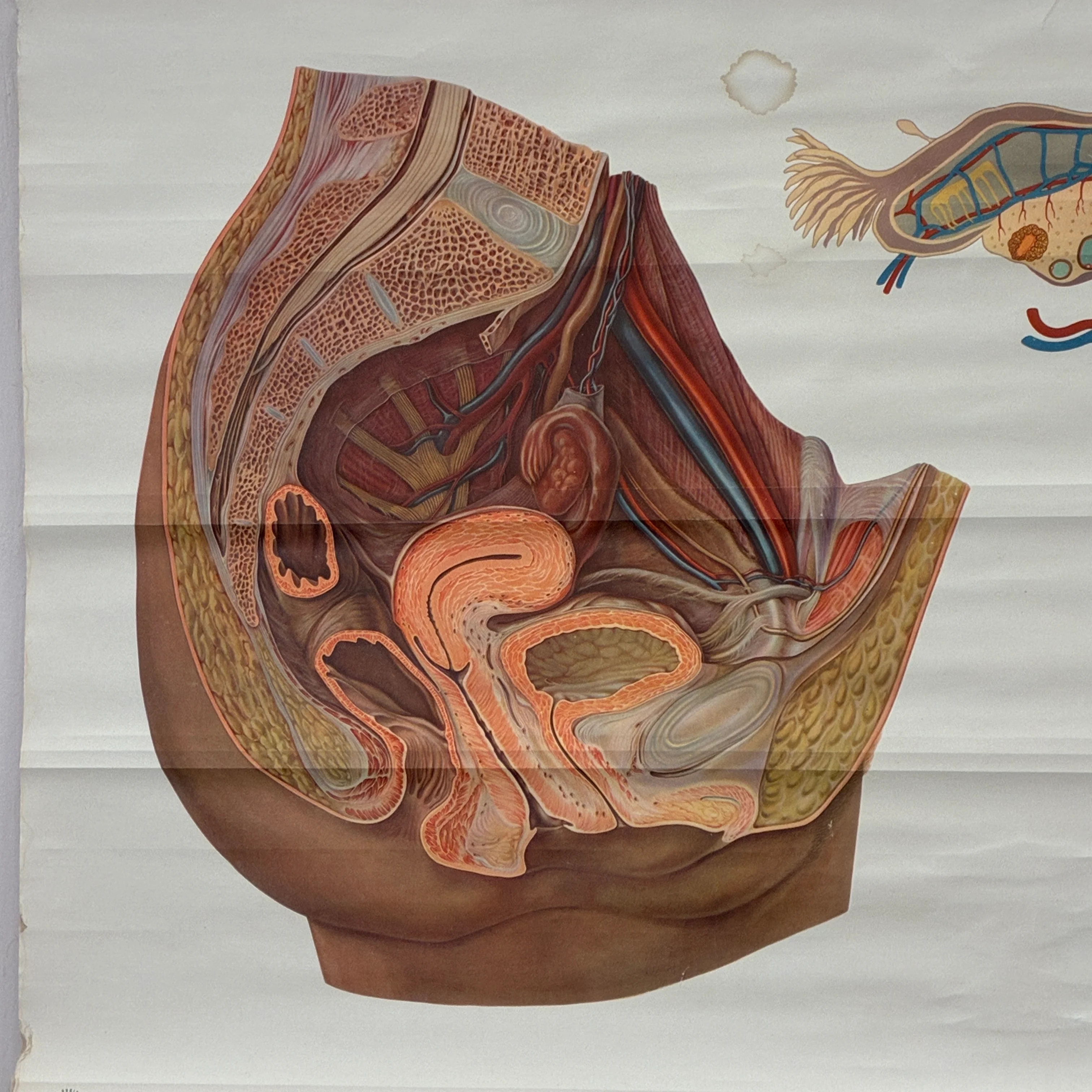 Vintage Schulkarte Weibliche Geschlechtsorgane Anatomie Rollbild Biologie Wanddeko - Image 3