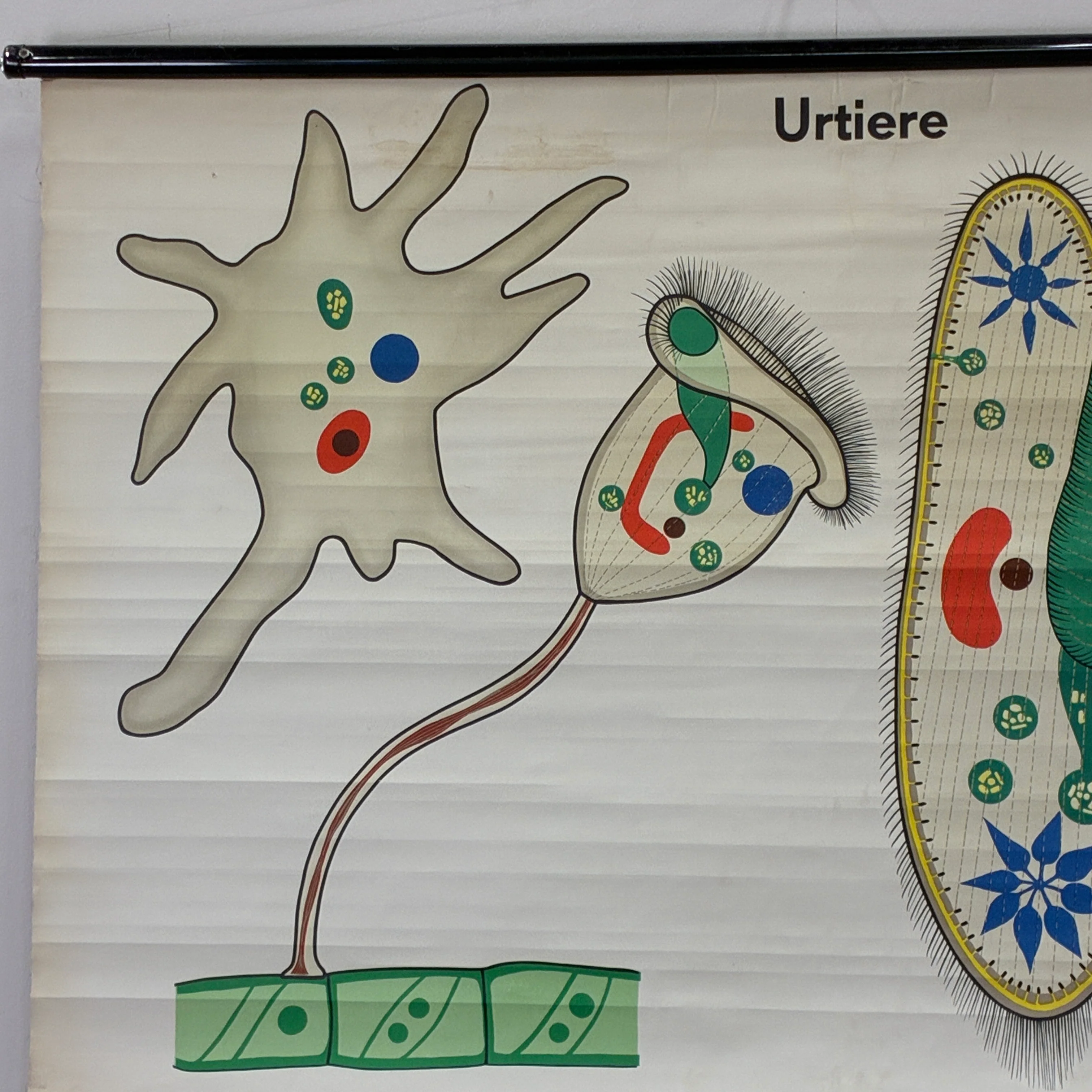 Vintage Schulkarte Urtiere Amöbe Pantoffeltierchen Biologie Rollbild DDR Wanddeko - Image 3