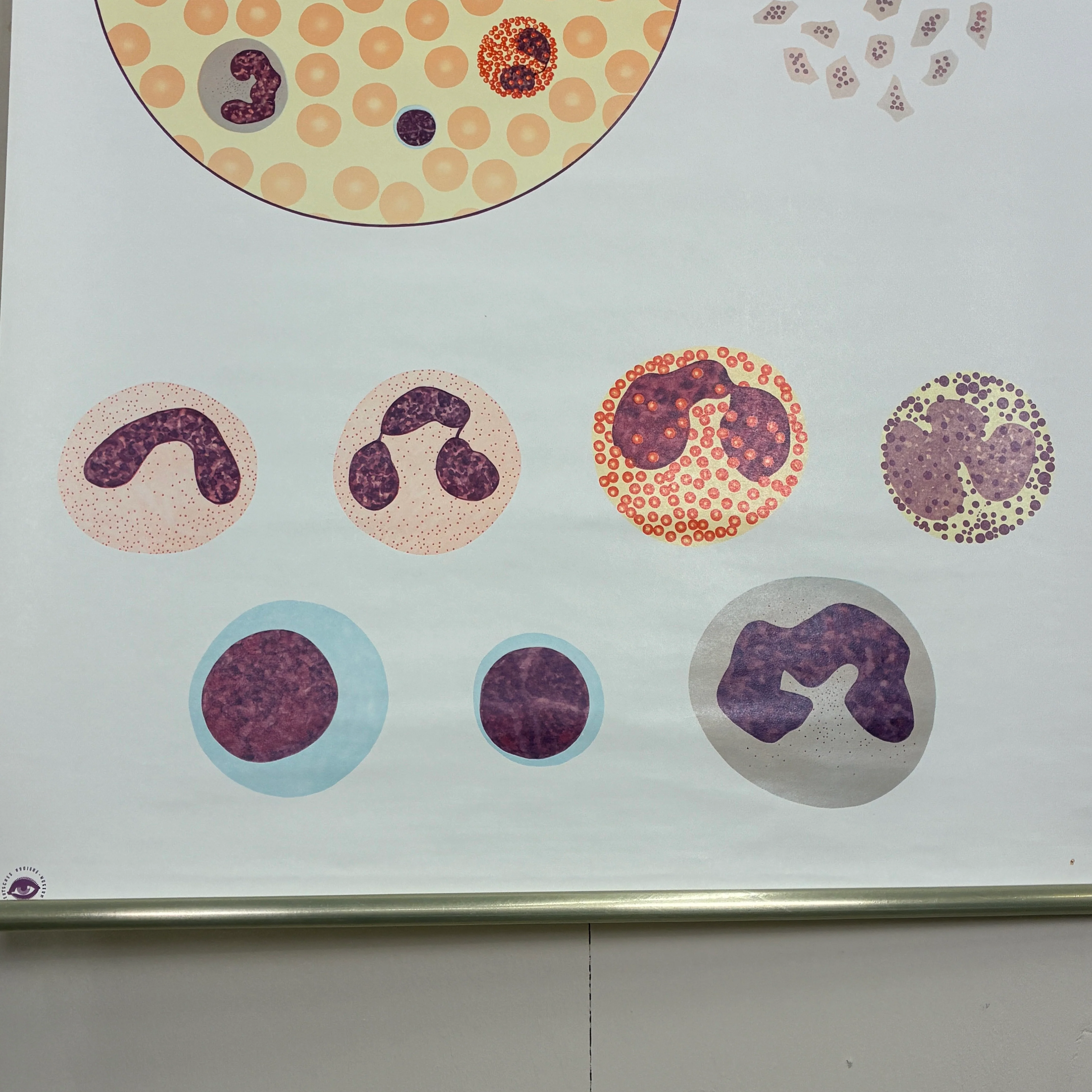 Vintage Schulkarte Das Blut I Biologie Anatomie Lehrtafel Wanddeko - Image 4