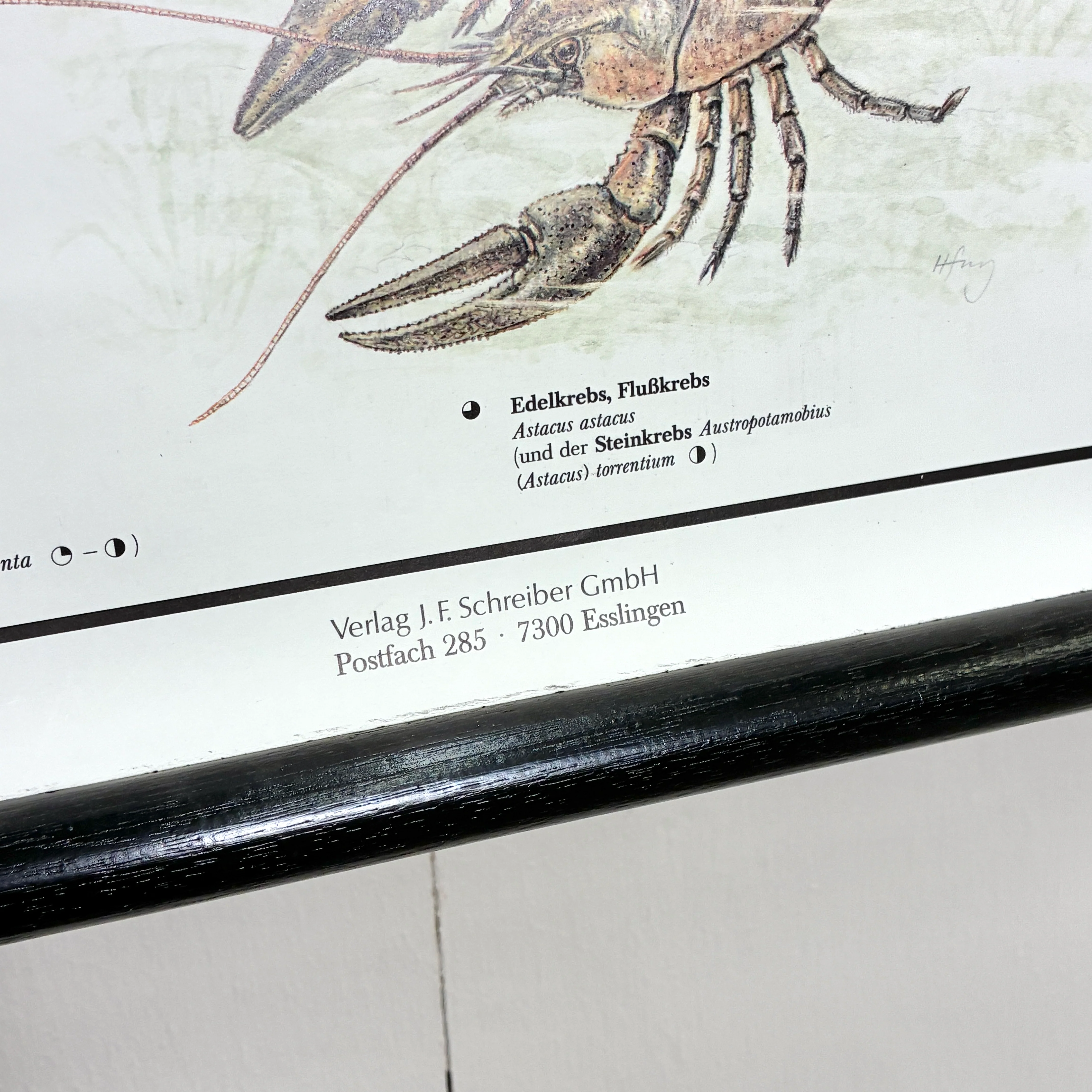 Vintage Schulkarte Bedrohte und geschützte Tiere Biologie Rollbild Schreiber Lehrtafel Wanddeko - Image 5