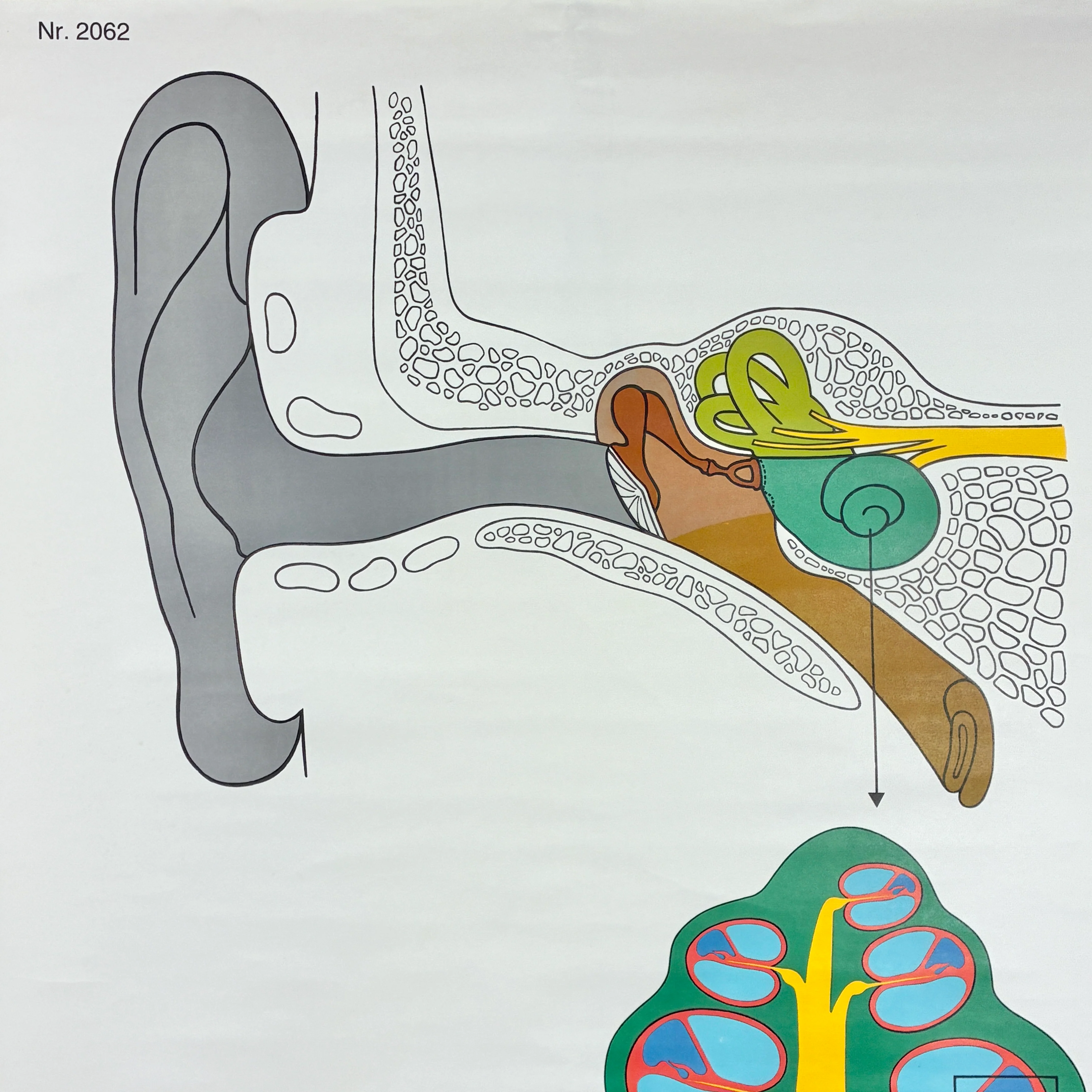 Vintage Schulkarte – Das Hörorgan – Anatomie Rollbild Lehrtafel Wanddeko - Image 2