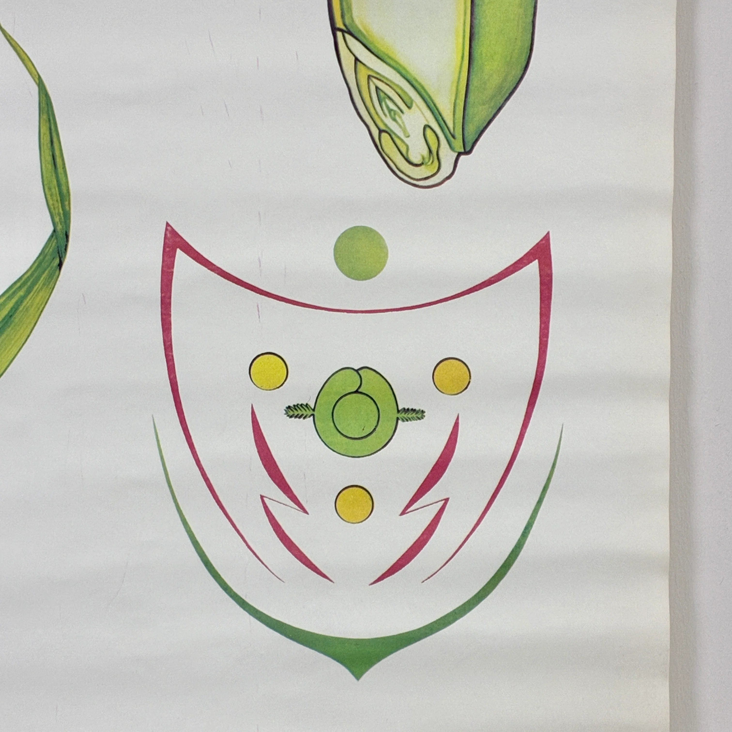 Vintage Schulkarte – Gräser (Roggen) – Botanische Lehrtafel Wanddeko - Image 4