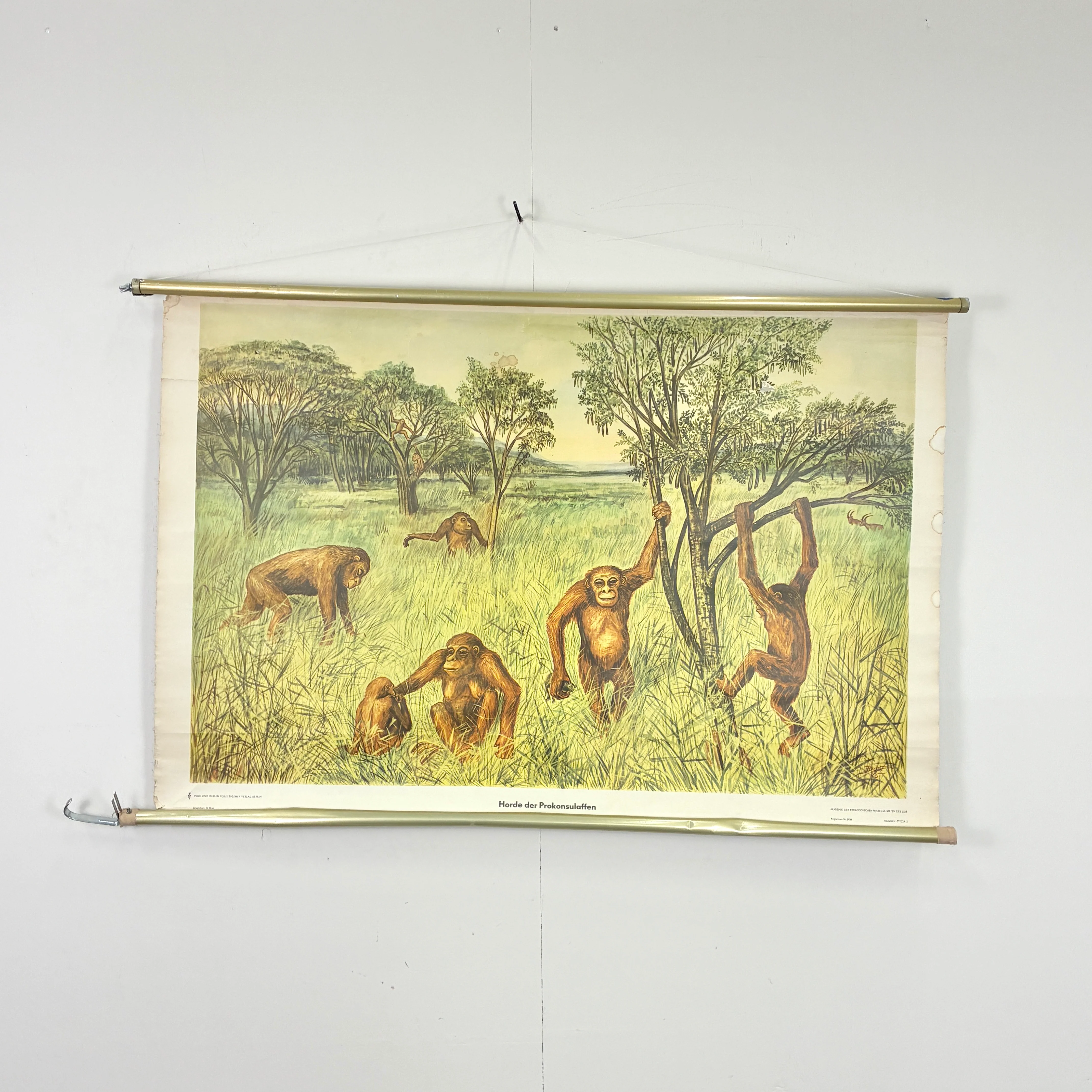 Vintage Schulkarte – Horde der Proconsulaffen – Lehrtafel Wanddeko - Image 2