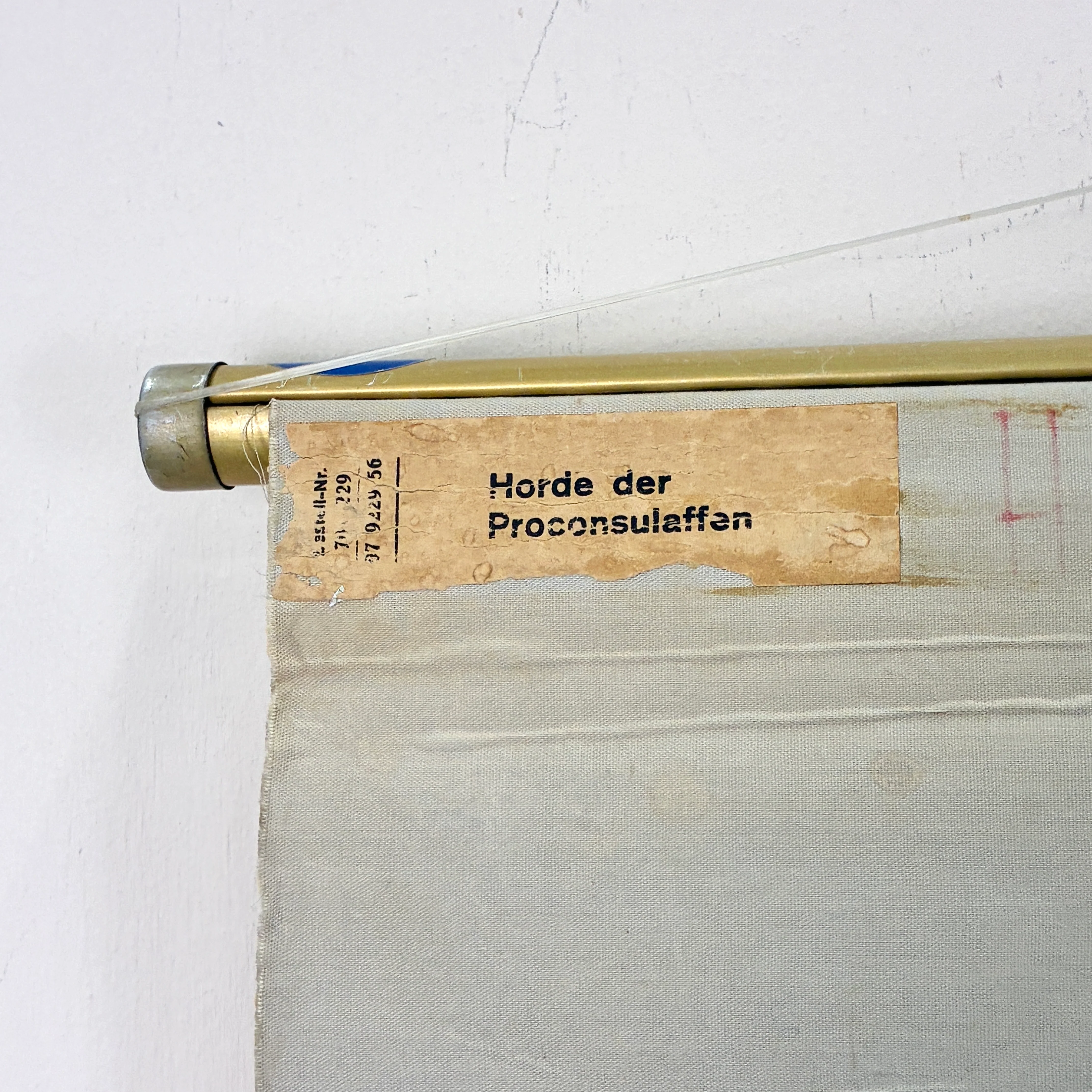 Vintage Schulkarte – Horde der Proconsulaffen – Lehrtafel Wanddeko - Image 6