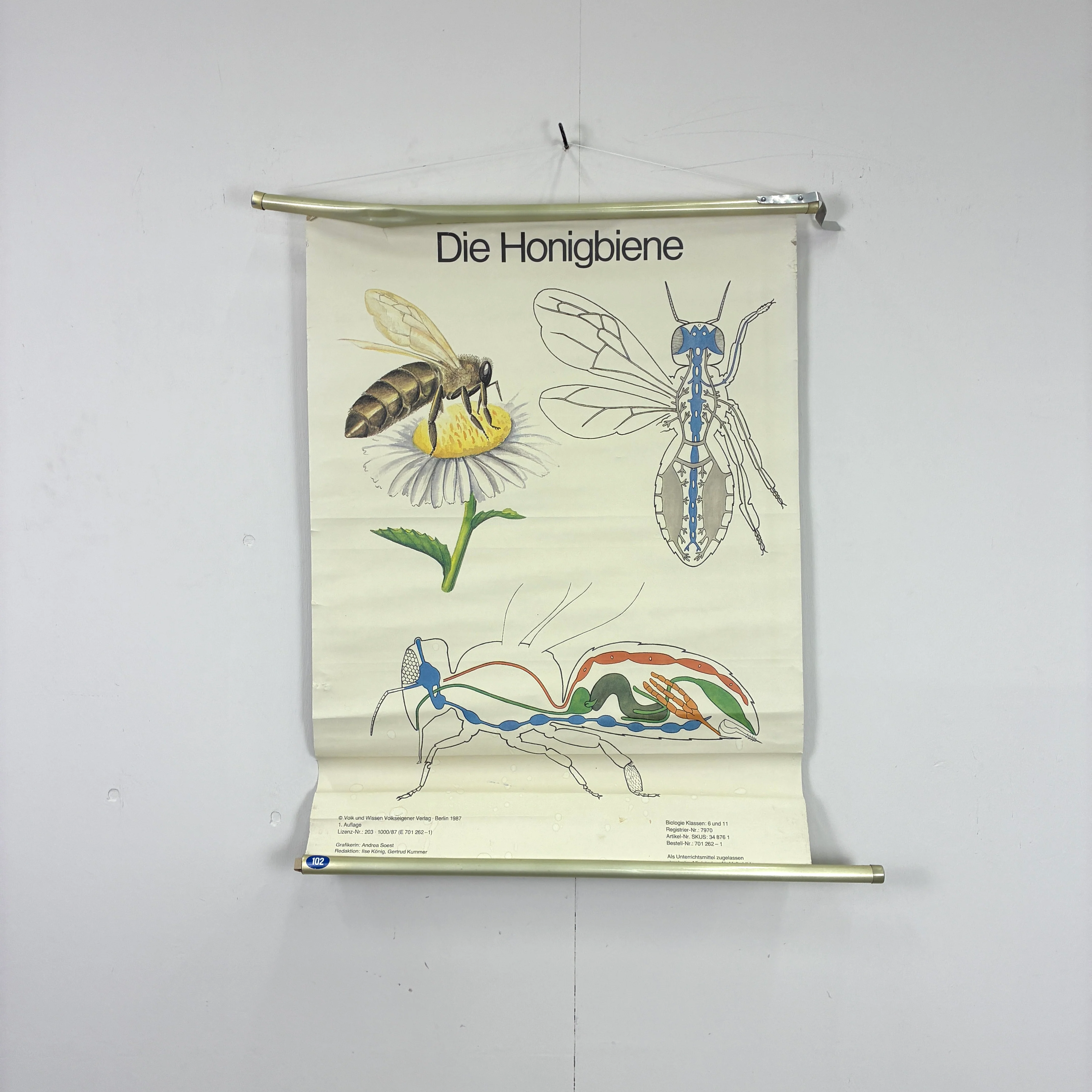Vintage Schulkarte – Die Honigbiene – Biologie Lehrtafel Rollbild Wanddeko - Image 2