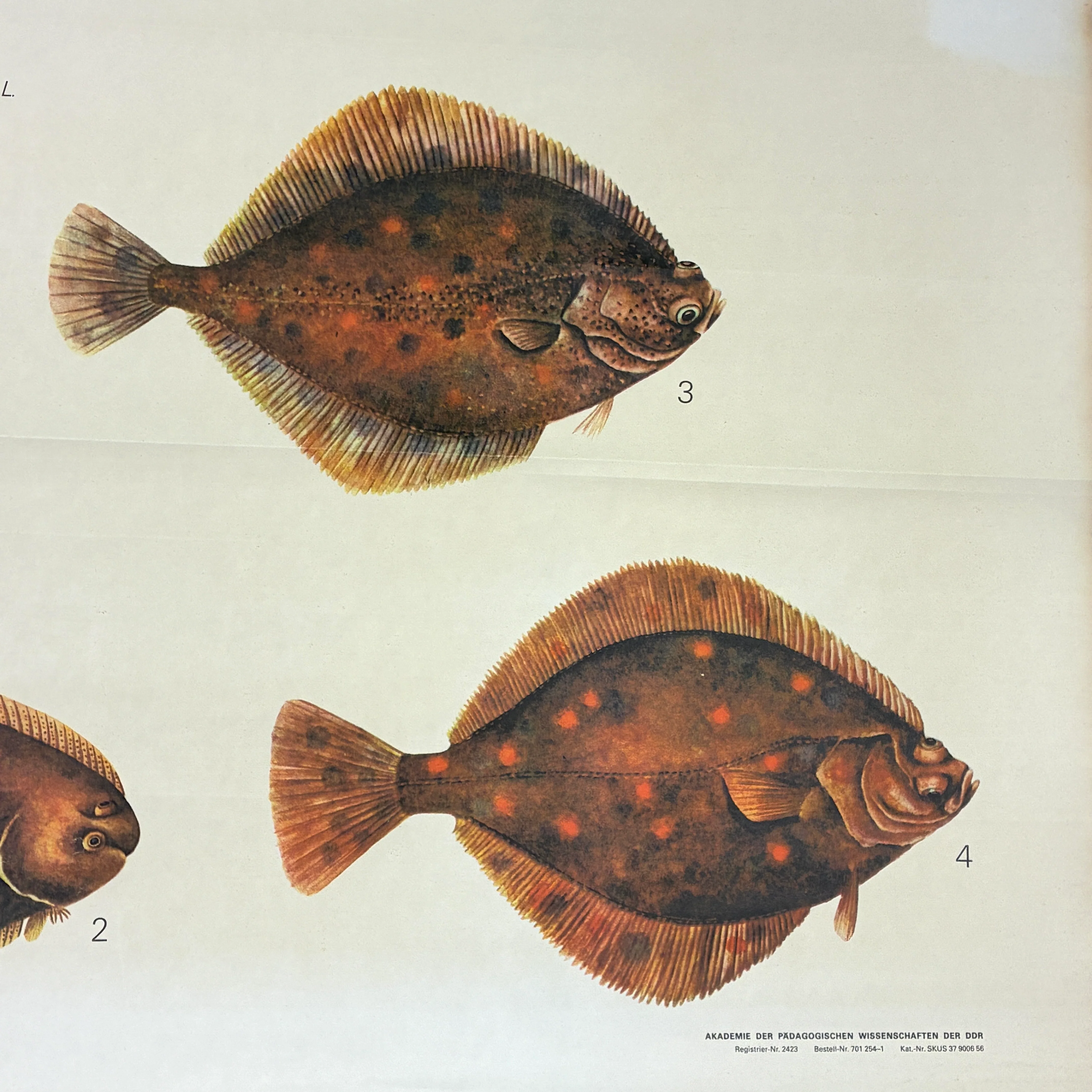 Vintage Schulkarte – Seewasserfische – Zoologie Lehrtafel Rollbild Wanddeko - Image 5