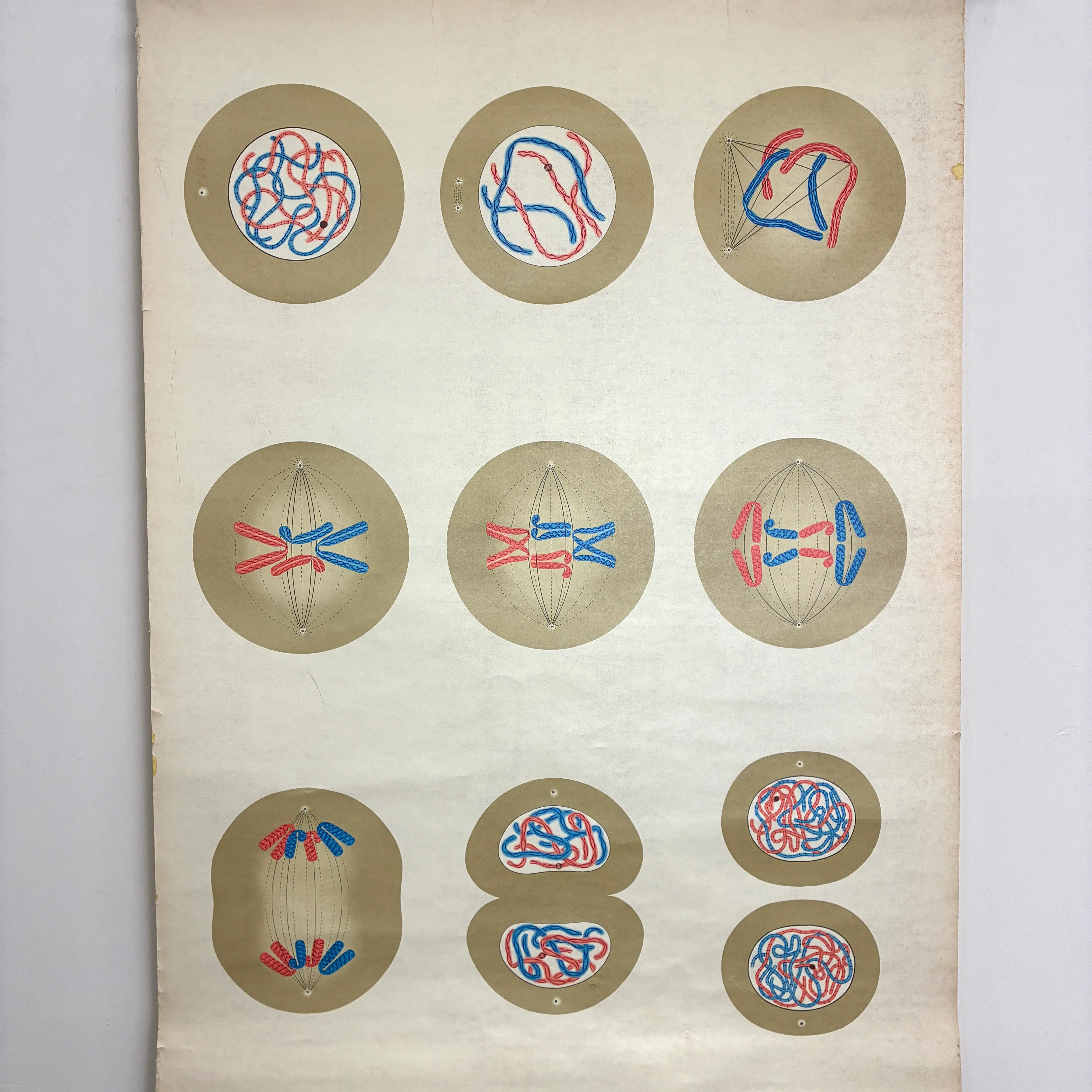 Vintage Schulkarte – Mitose (Zellteilung) – Biologie Lehrtafel Wanddeko - Image 3