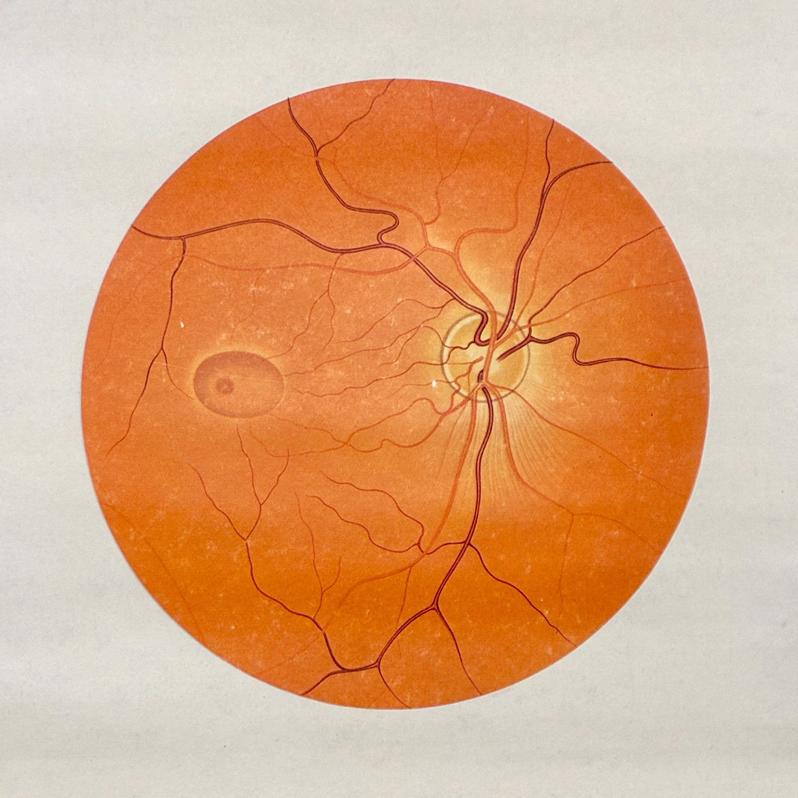 Vintage Schulkarte - Anatomie Menschliches Auge - Rollbild Lehrtafel Wanddeko - Image 5