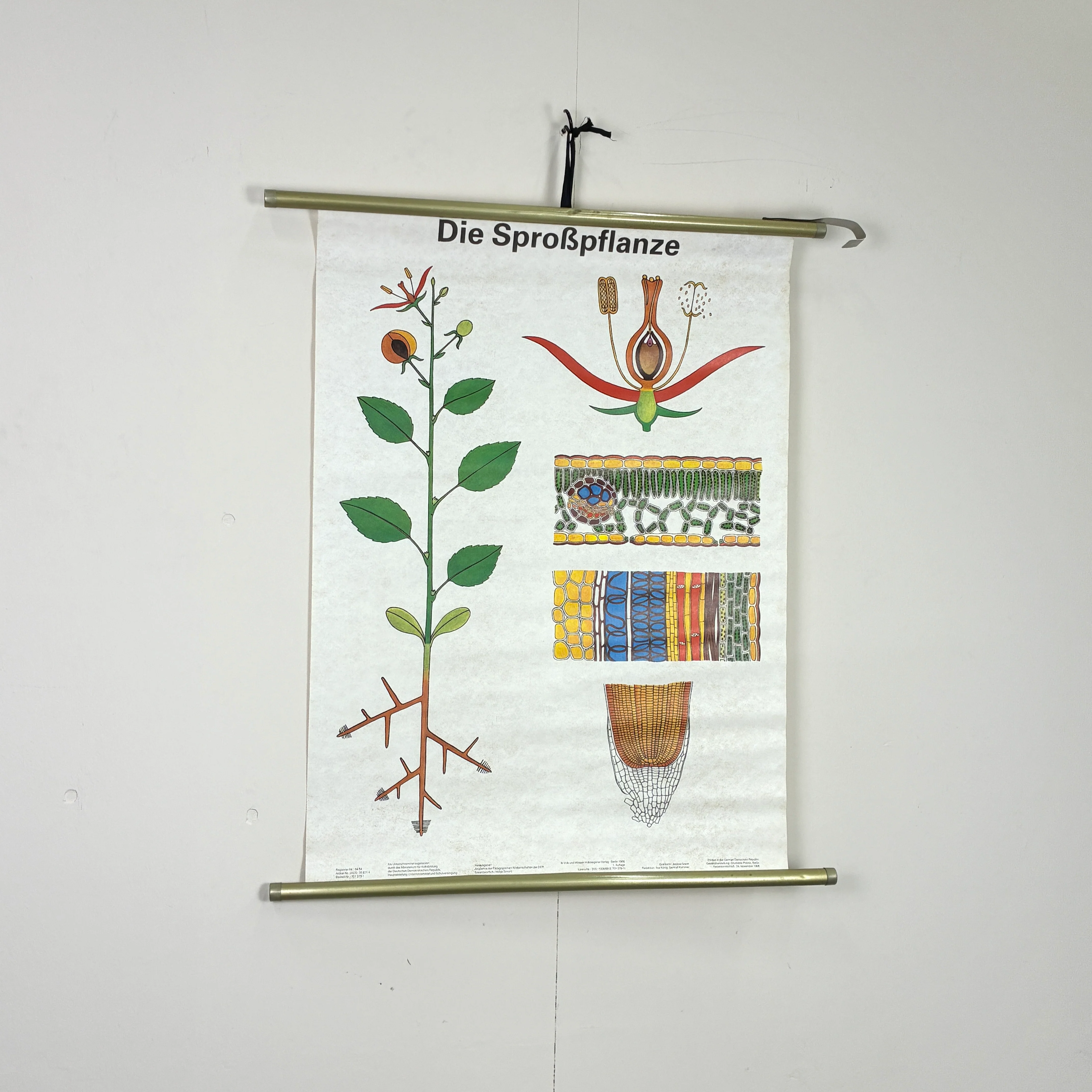 Vintage Schulkarte - Die Sproßpflanze - Rollbild Lehrtafel Wanddeko