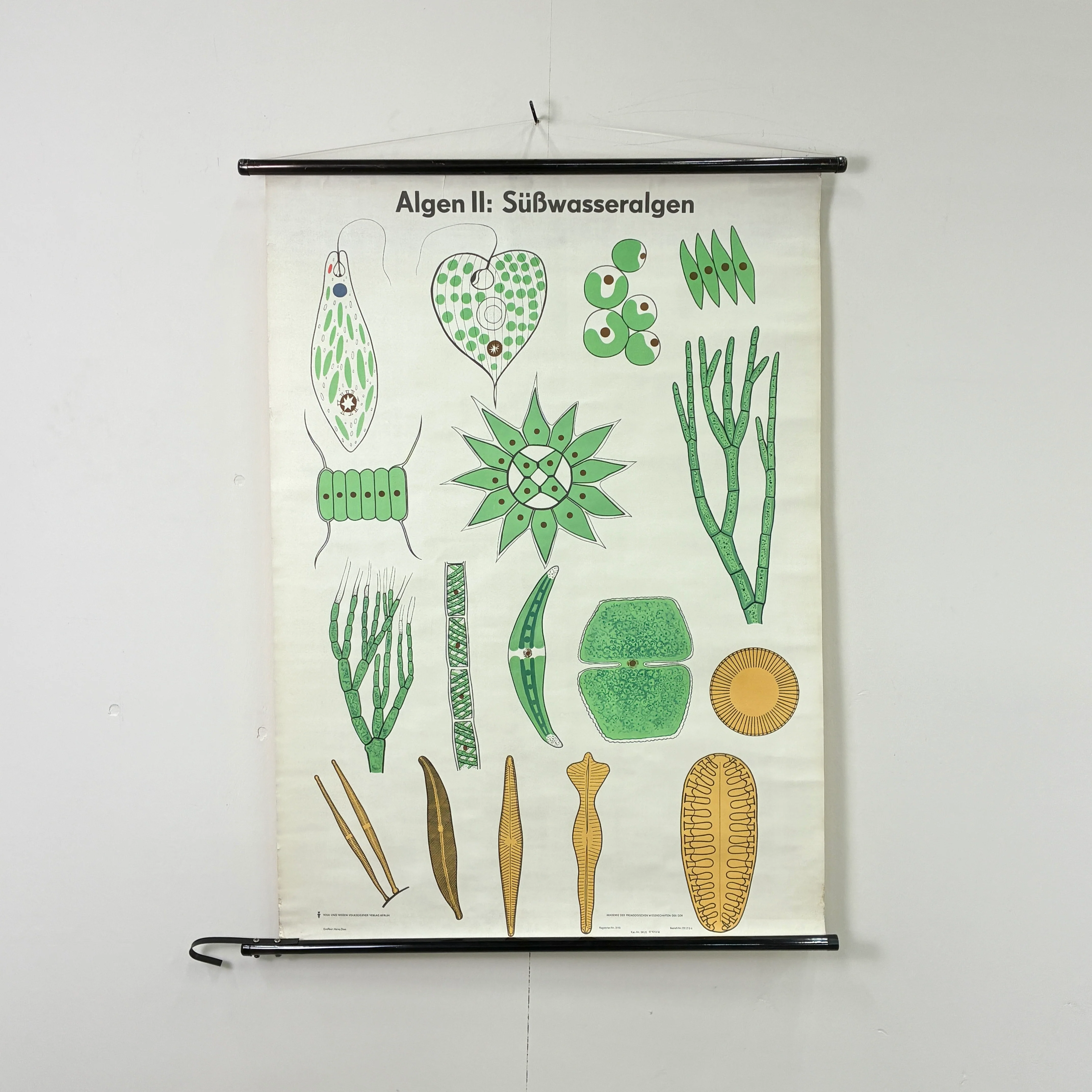 Vintage Schulkarte - Algen II: Süßwasseralgen - Rollbild Lehrtafel Wanddeko - Image 2