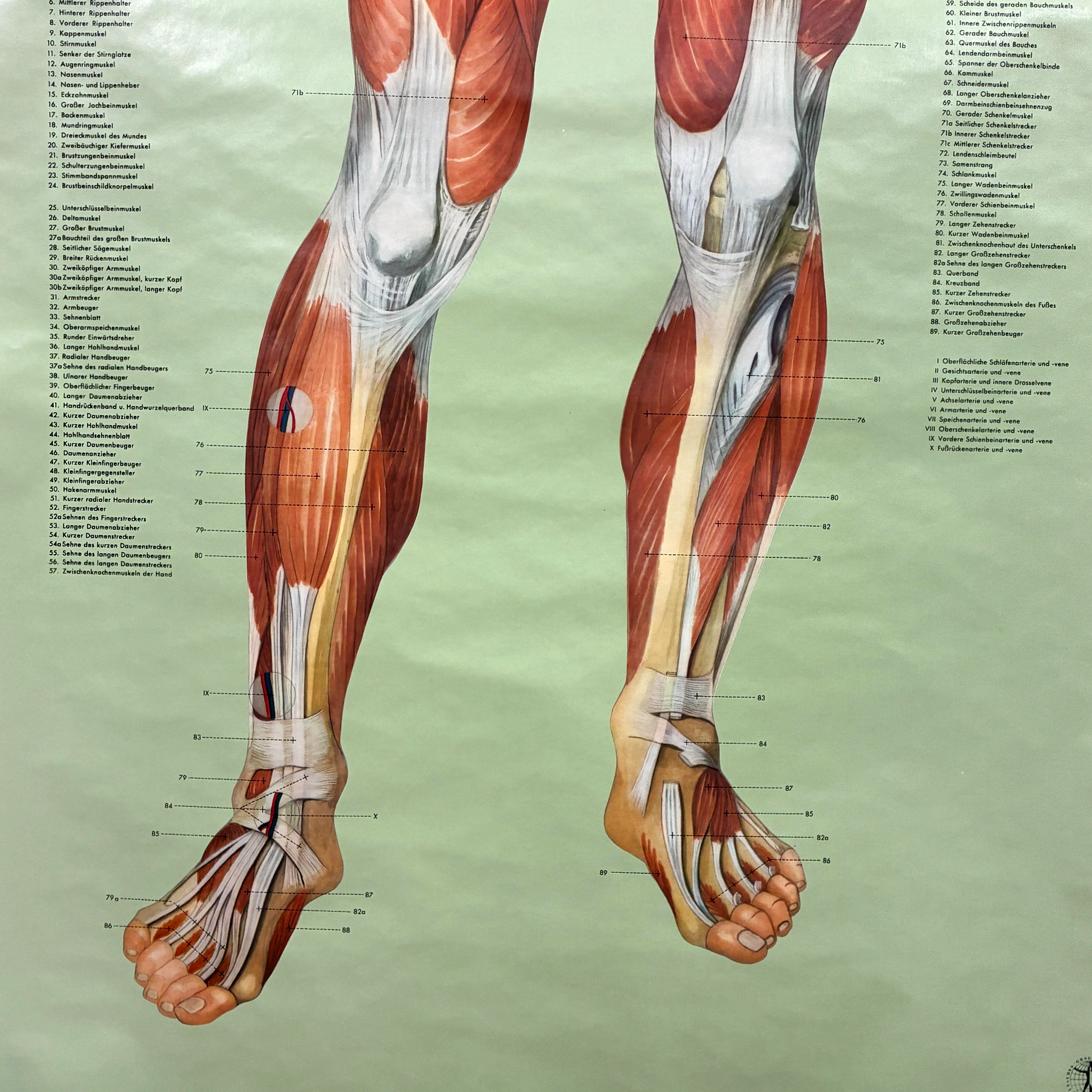 Vintage Schulkarte – Anatomie (Muskelaufbau) – Biologie Lehrtafel Rollbild Wanddeko - Image 9
