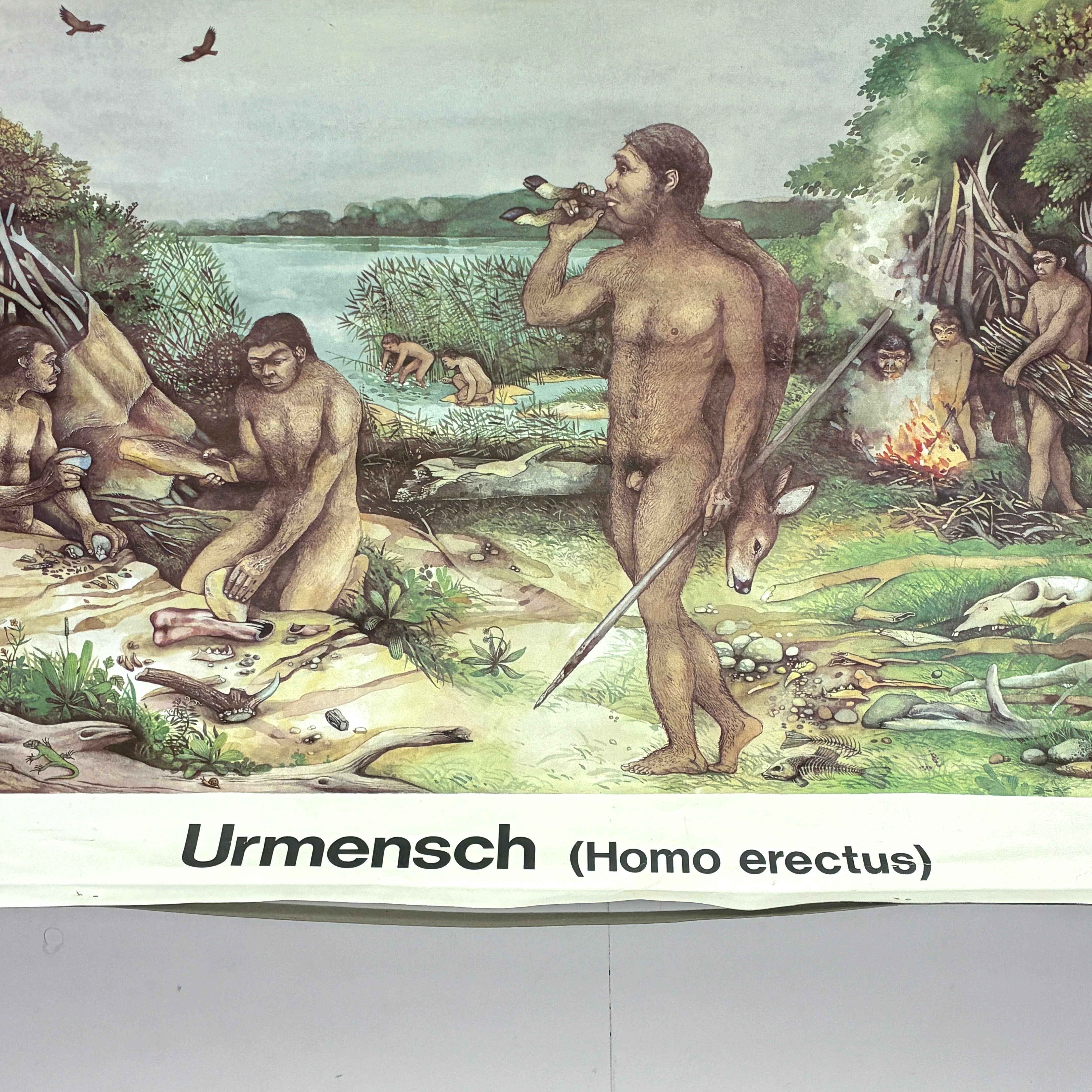 Vintage Schulwandkarte „Urmensch (Homo erectus)“ – Lehrtafel Rollbild Wanddeko - Image 3