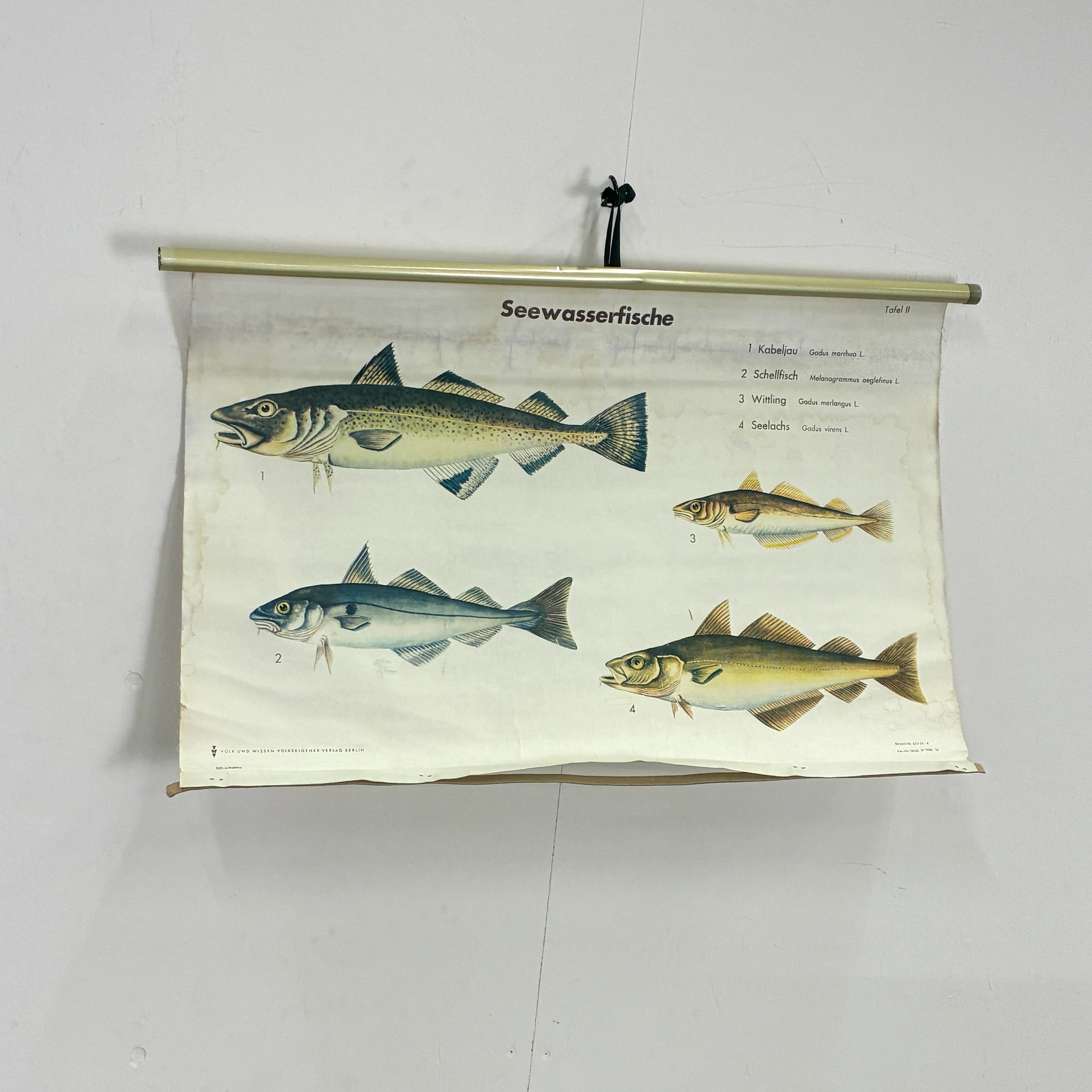 Vintage Lehrtafel – Seewasserfische – Biologie Lehrtafel Rollbild Wanddeko