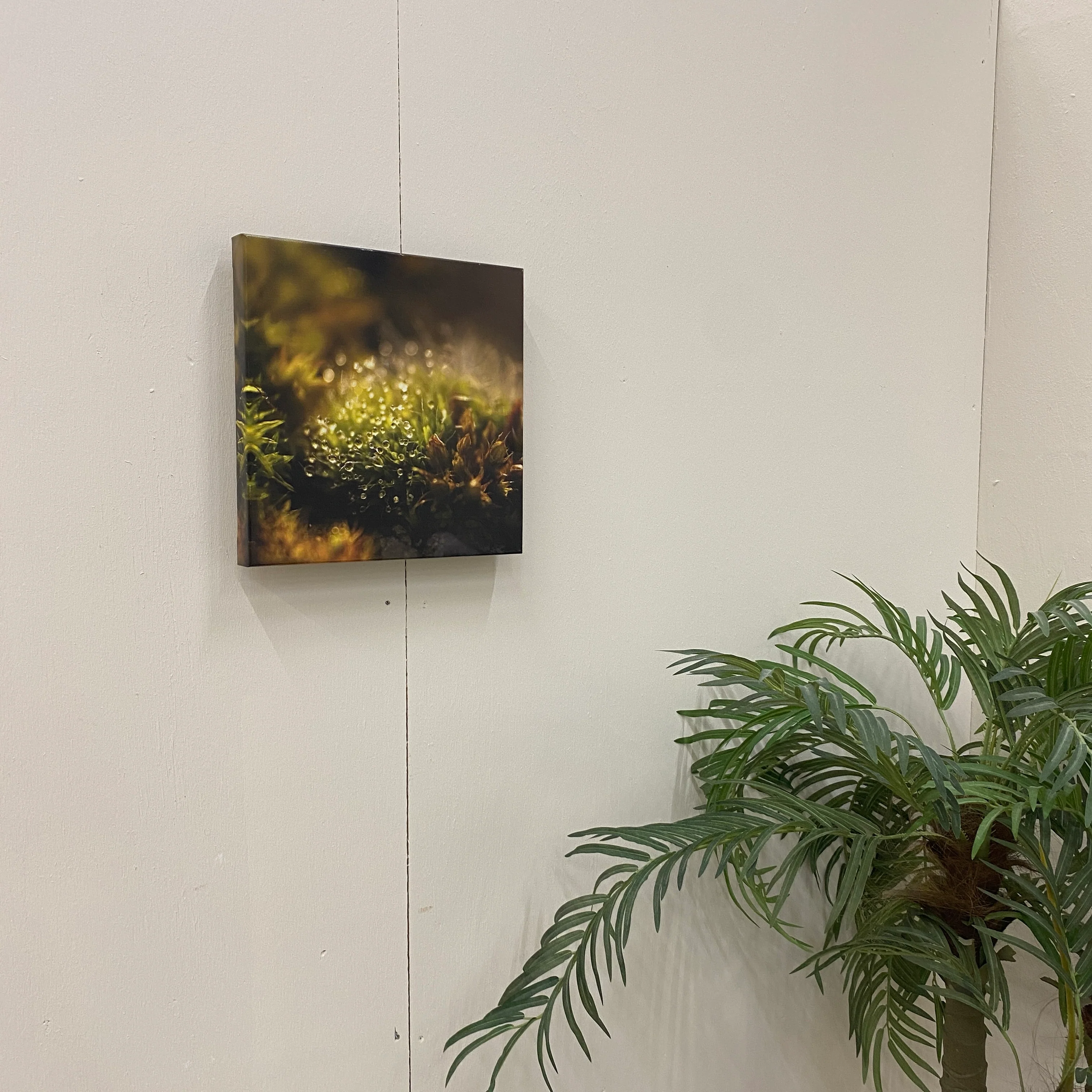Wandbild Leinwand 40x40 Tautropfen Fotodruck Natur Deko - Image 6